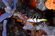 Canthigaster bennetti-Maldives Bathalaa thila-22m-20240423-da-DSC_6043_tn